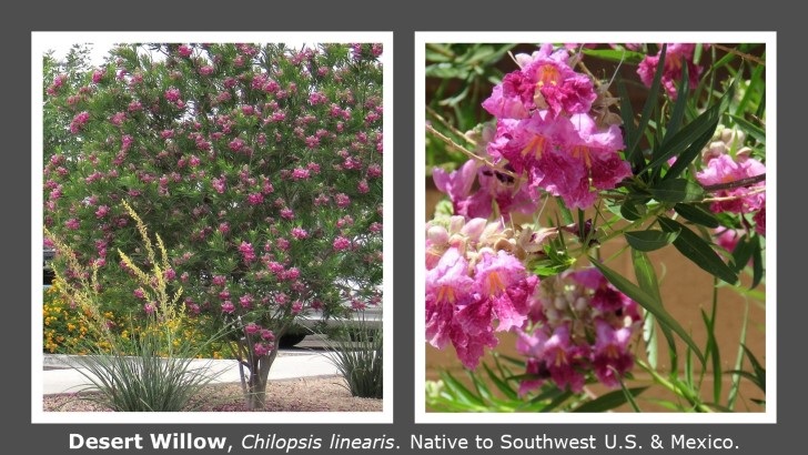 Desert-Willow-728x410.jpg