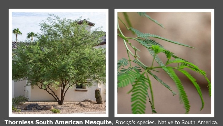Thornless-South-American-Mesquite-728x410.jpg