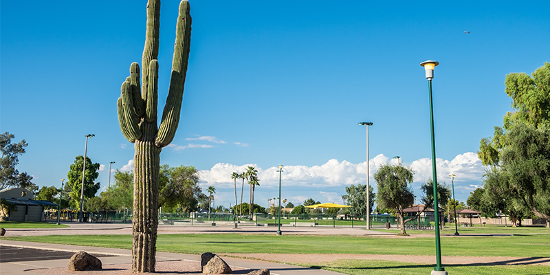 Reed Park Cactuc and Park View