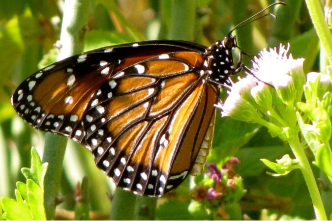 Queen Butterfly on Blue Mist