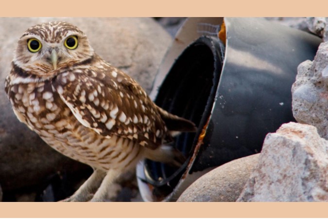 Burrowing Owls