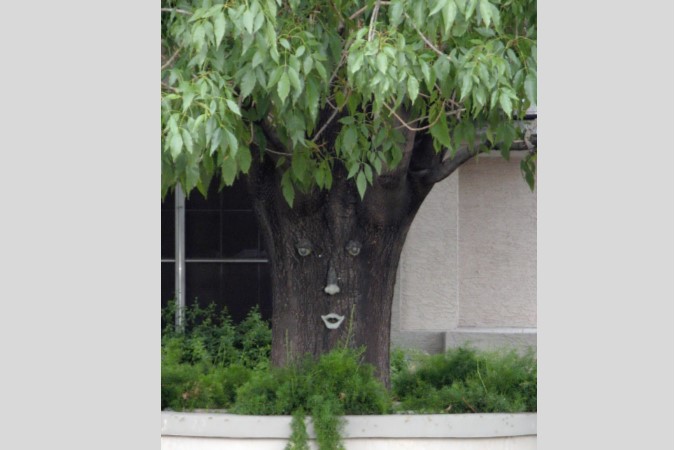 Tree Smiling