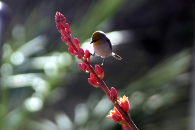 Verdin on Hesperaloe