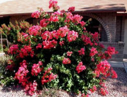 Bougainvillea