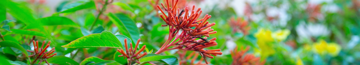 Conservation Homepage Firecracker Bush (Medium)