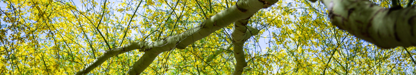 Conservation Homepage Palo Verde Tree (Medium)