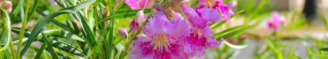 Conservation Homepage Desert Willow (Medium)