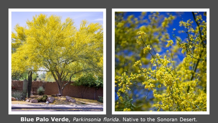 Blue Palo Verde - 728x410