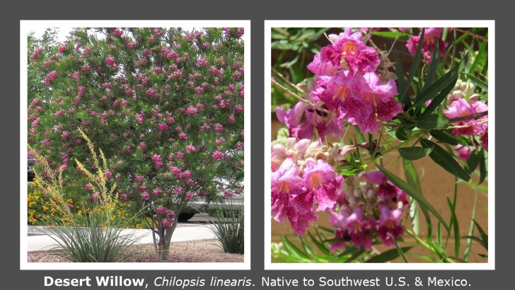 Desert Willow - 728x410