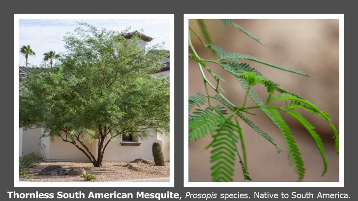 Thornless South American Mesquite - 728x410